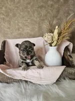 Winnie, a female French Bulldog for sale in Coshocton, OH – Photo 3 of 3