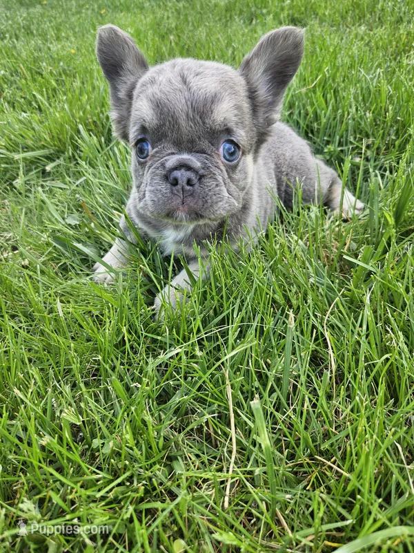 Winnie – French Bulldog puppy for sale in Coshocton, OH