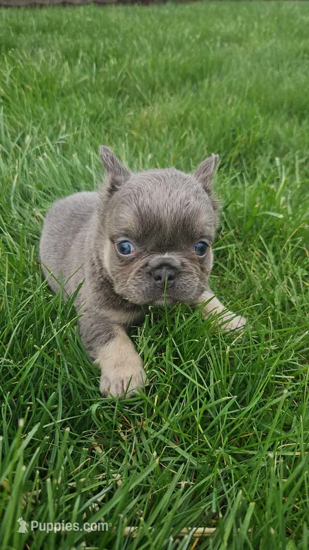 Winnie – French Bulldog puppy for sale in Coshocton, OH
