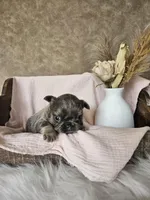 Winnie, a female French Bulldog for sale in Coshocton, OH – Photo 2 of 3