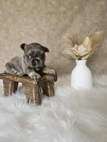 Winnie, a female French Bulldog for sale in Coshocton, OH – Photo 1 of 3