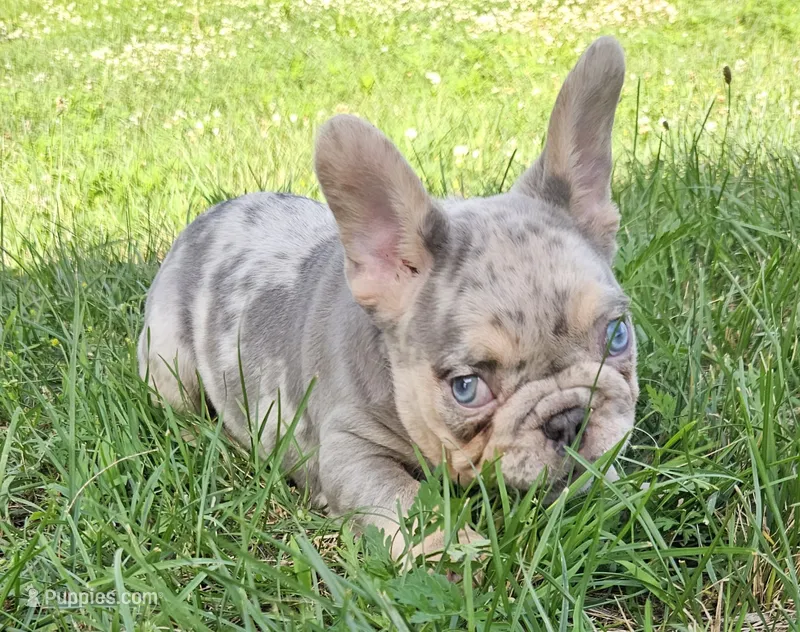 Jack – French Bulldog puppy for sale in Coshocton, OH