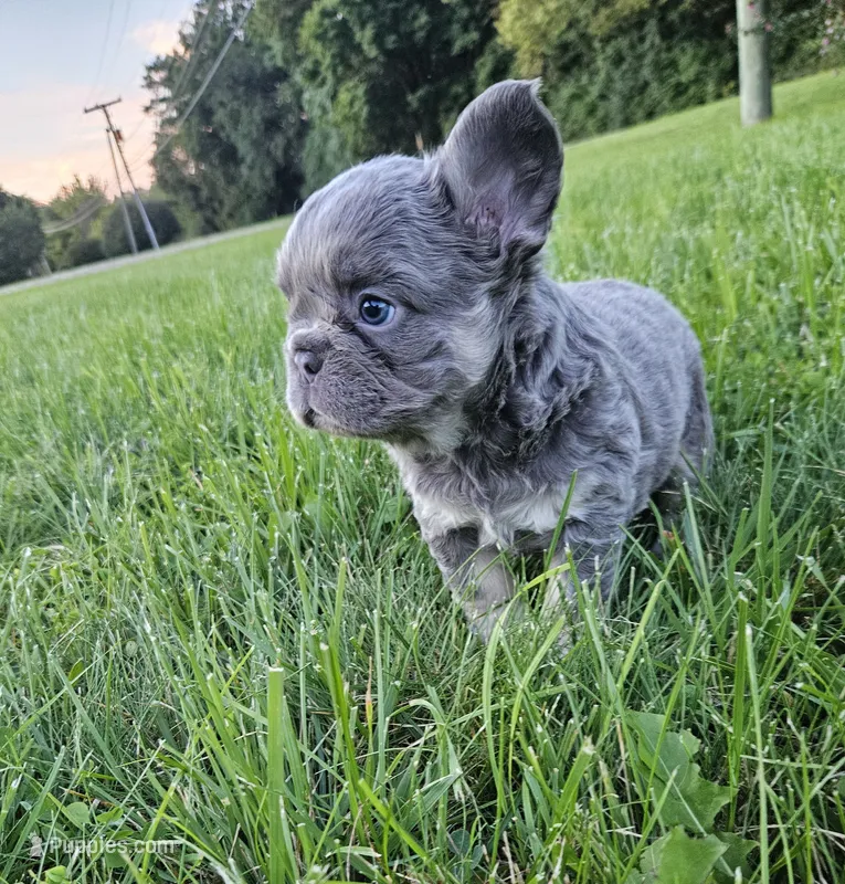 Delilah – French Bulldog puppy for sale in Coshocton, OH