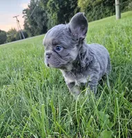 Delilah, a male French Bulldog for sale in Coshocton, OH – 3 of 4