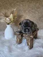 Marlee, a female French Bulldog for sale in Coshocton, OH – 3 of 3