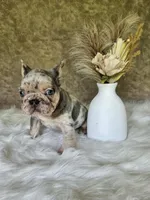 Jack, a male French Bulldog for sale in Coshocton, OH – 2 of 4