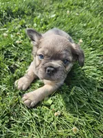 Belle, a female French Bulldog for sale in Coshocton, OH – 2 of 6