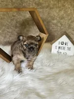 Belle, a female French Bulldog for sale in Coshocton, OH – 4 of 4