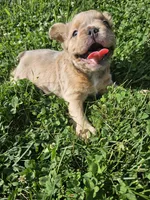Minnie, a female French Bulldog for sale in Coshocton, OH – 4 of 9