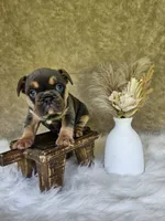 Jewel, a female French Bulldog for sale in Coshocton, OH – 3 of 7