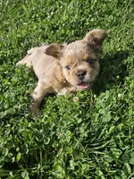 Minnie, a female French Bulldog for sale in Coshocton, OH – 1 of 9