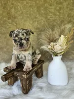 Sami, a male French Bulldog for sale in Coshocton, OH – 1 of 4