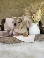 River , a female French Bulldog for sale in Coshocton, OH – 7 of 7