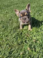 Jewel, a female French Bulldog for sale in Coshocton, OH – 2 of 9