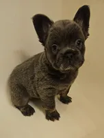 Piper, a male French Bulldog for sale in Coshocton, OH – 3 of 7