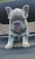 Tabby- WEEKEND SPECIAL, a female French Bulldog for sale in Coshocton, OH – 6 of 10