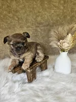 Belle, a female French Bulldog for sale in Coshocton, OH – 3 of 4
