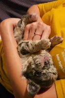 Jewel, a female French Bulldog for sale in Coshocton, OH – 3 of 7