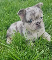 Harlee, a female French Bulldog for sale in Coshocton, OH – Photo 5 of 10