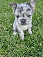 Harlee, a female French Bulldog for sale in Coshocton, OH – Photo 3 of 10