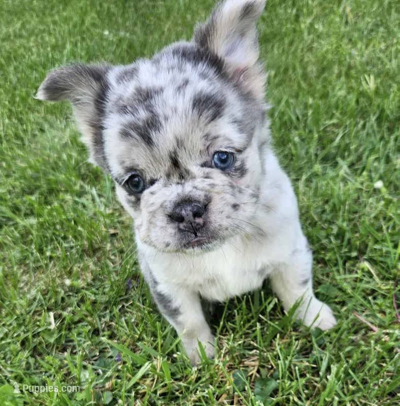 Harlee – French Bulldog puppy for sale in Coshocton, OH