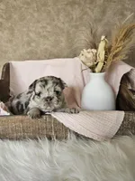 Harlee, a female French Bulldog for sale in Coshocton, OH – Photo 2 of 5