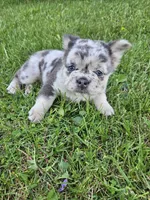 Harlee, a female French Bulldog for sale in Coshocton, OH – Photo 2 of 10