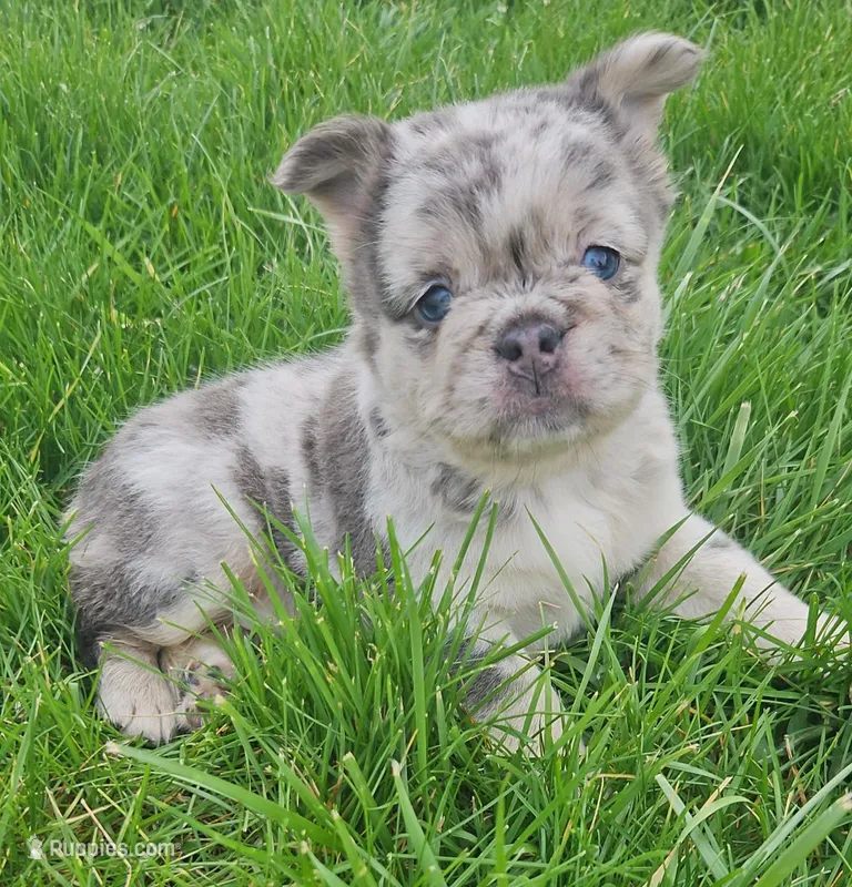 Harlee – French Bulldog puppy for sale in Coshocton, OH