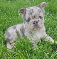 Harlee, a female French Bulldog for sale in Coshocton, OH – Photo 4 of 10