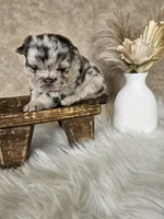 Harlee, a female French Bulldog for sale in Coshocton, OH – Photo 4 of 5