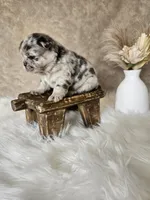 Harlee, a female French Bulldog for sale in Coshocton, OH – Photo 5 of 5