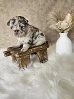 Harlee, a female French Bulldog for sale in Coshocton, OH – Photo 1 of 5