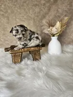 Harlee, a female French Bulldog for sale in Coshocton, OH – Photo 3 of 5