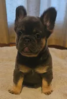 Marlee, a female French Bulldog for sale in Coshocton, OH – 4 of 8