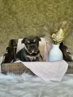 Jewel, a female French Bulldog for sale in Coshocton, OH – 5 of 7