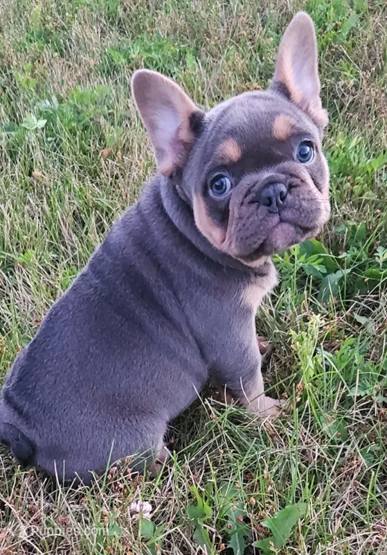 Jewel – French Bulldog puppy for sale in Coshocton, OH