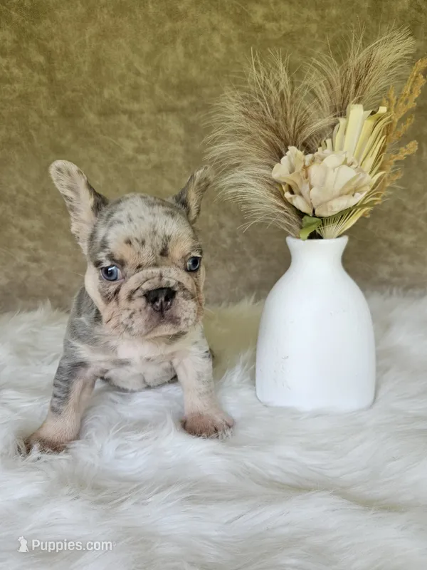 Jack – French Bulldog puppy for sale in Coshocton, OH
