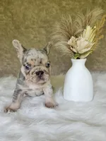 Jack, a male French Bulldog for sale in Coshocton, OH – 1 of 4