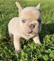 Duke, a male French Bulldog for sale in Coshocton, OH – 2 of 7