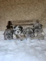 Luke, a male French Bulldog for sale in Coshocton, OH – 2 of 3