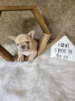 Duke, a male French Bulldog for sale in Coshocton, OH – 7 of 7