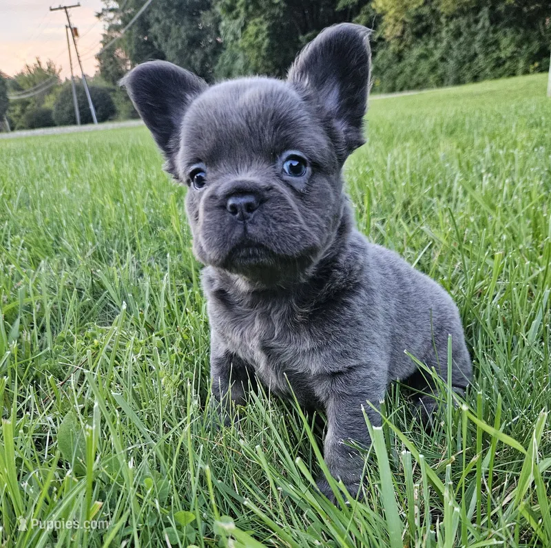 Piper – French Bulldog puppy for sale in Coshocton, OH