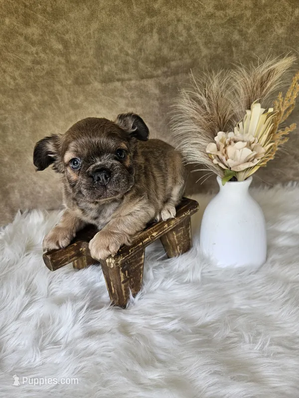 Belle – French Bulldog puppy for sale in Coshocton, OH