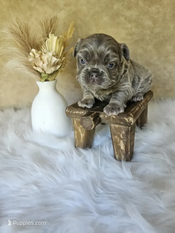 Luke – French Bulldog puppy for sale in Coshocton, OH