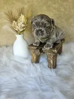 Luke, a male French Bulldog for sale in Coshocton, OH – 1 of 3