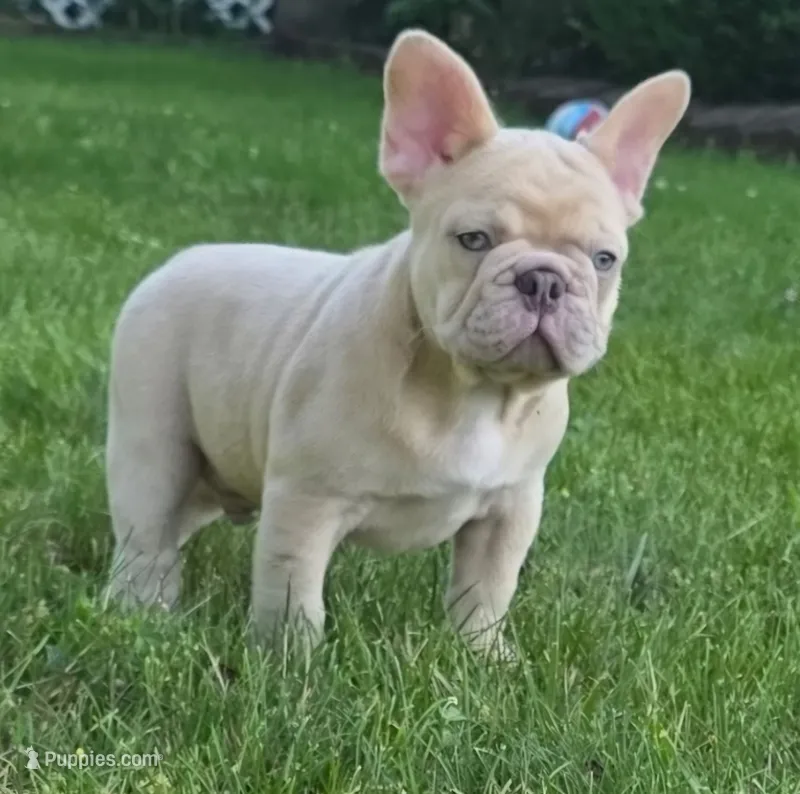 Duke – French Bulldog puppy for sale in Coshocton, OH