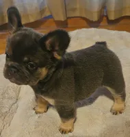 Marlee, a female French Bulldog for sale in Coshocton, OH – 3 of 8