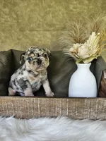 Sami, a male French Bulldog for sale in Coshocton, OH – 2 of 4