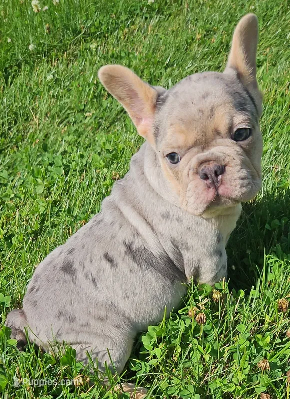 River – French Bulldog puppy for sale in Coshocton, OH