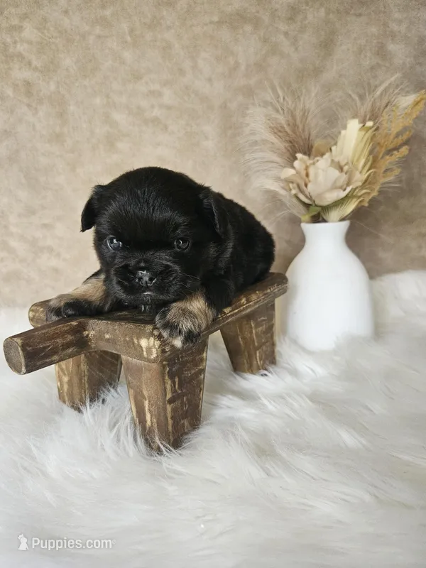 Junior – French Bulldog puppy for sale in Coshocton, OH